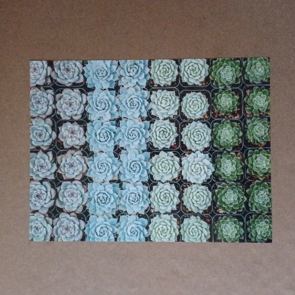 🧩 Succulent Garden Double sided 500 piece puzzle - Picture 6 of 6